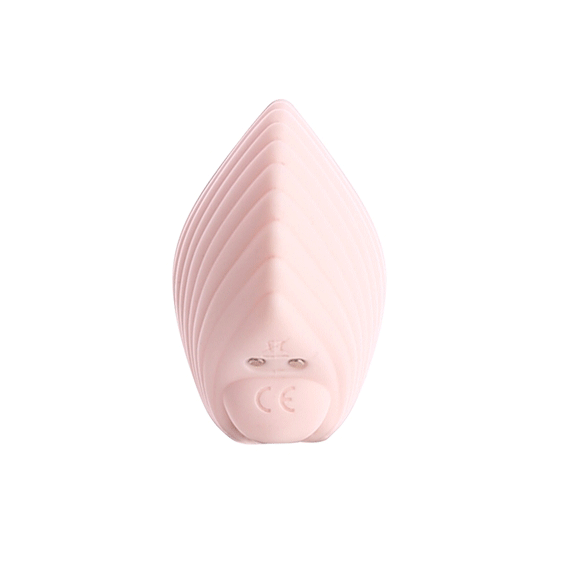 Sandy the shell