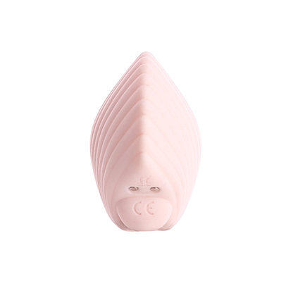 Sandy the shell